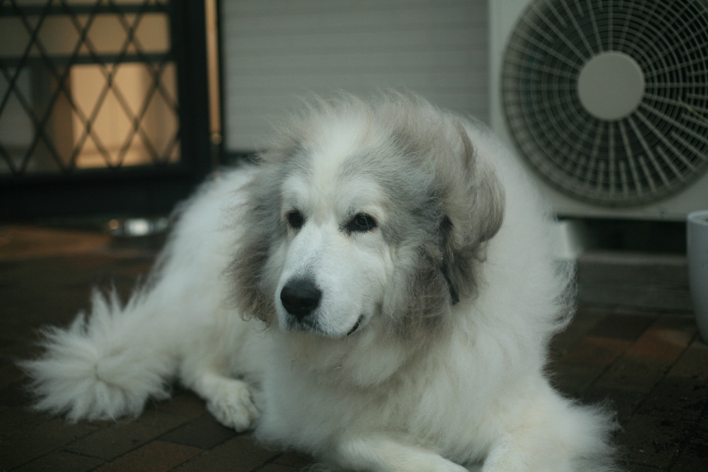 日曜もココさんは元気