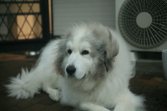 日曜もココさんは元気