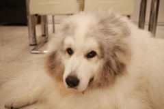 今日もかわいいココさん