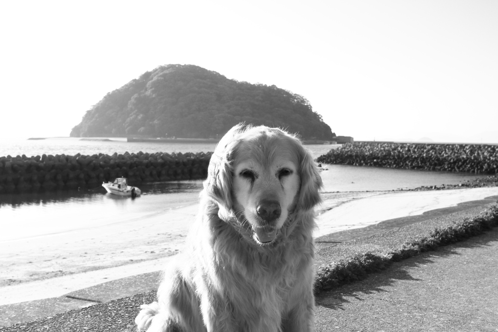 みゅうちゃんと散歩