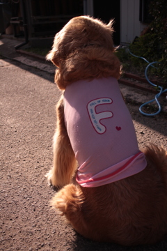 ニューユニフォームのみゅうちゃん