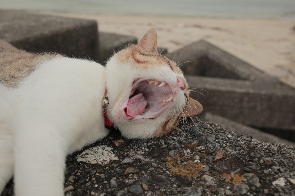 大あくびしてるトム君