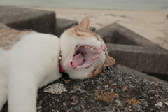 大あくびしてるトム君