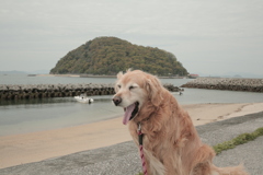 みゅうちゃんとお昼、散歩