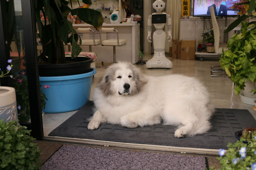 お店番してるココさん