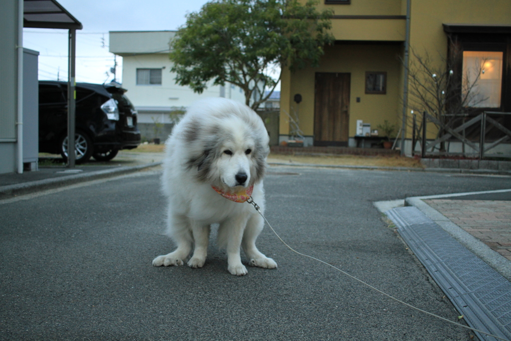 がんばってるココ様
