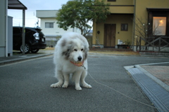 がんばってるココ様