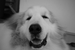 昼前のココちゃん