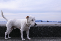 散歩してるクルルちゃん