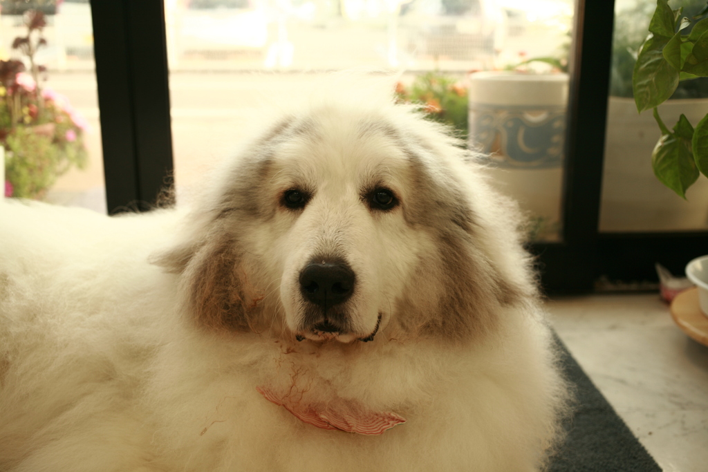 今日もポニョポニョしてるココさん