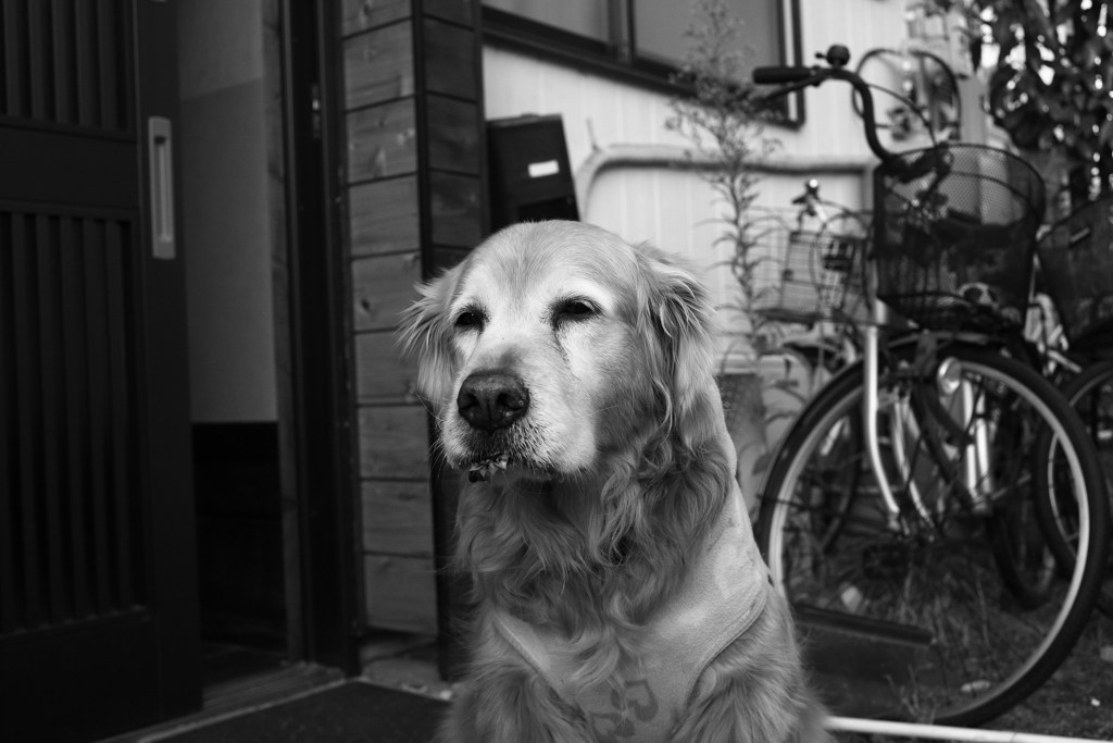 昨日のモノクロ