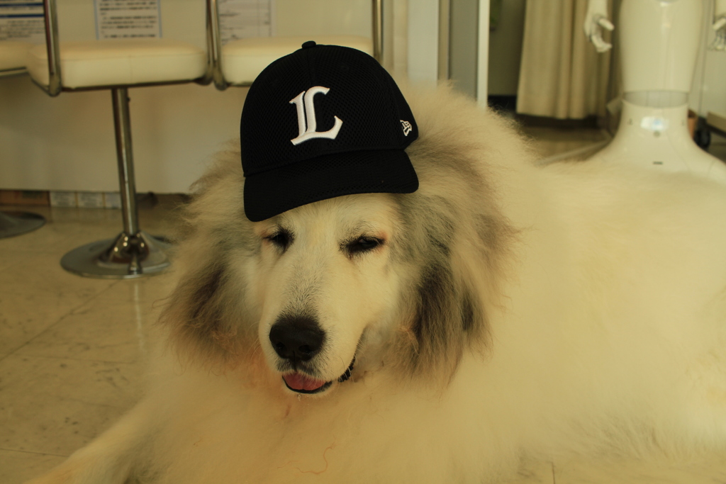 ライオンズなココさん