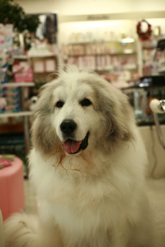 お店番してるココさん