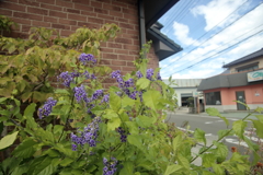 花は色、人は心