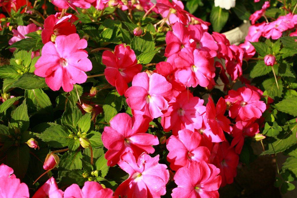 ココさん所の花