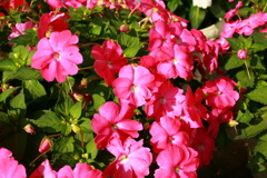 ココさん所の花