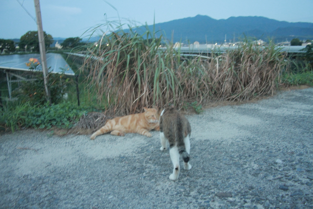 けんかはやめて～ふたりをとめて～