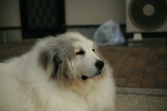 今朝も番犬してるココ様