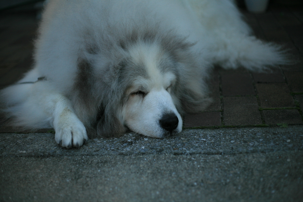 今日もまったりしてるココさん
