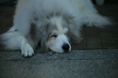 今日もまったりしてるココさん