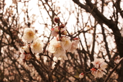 Eos20Dの特性を生かしてフィルム風仕上げ　８