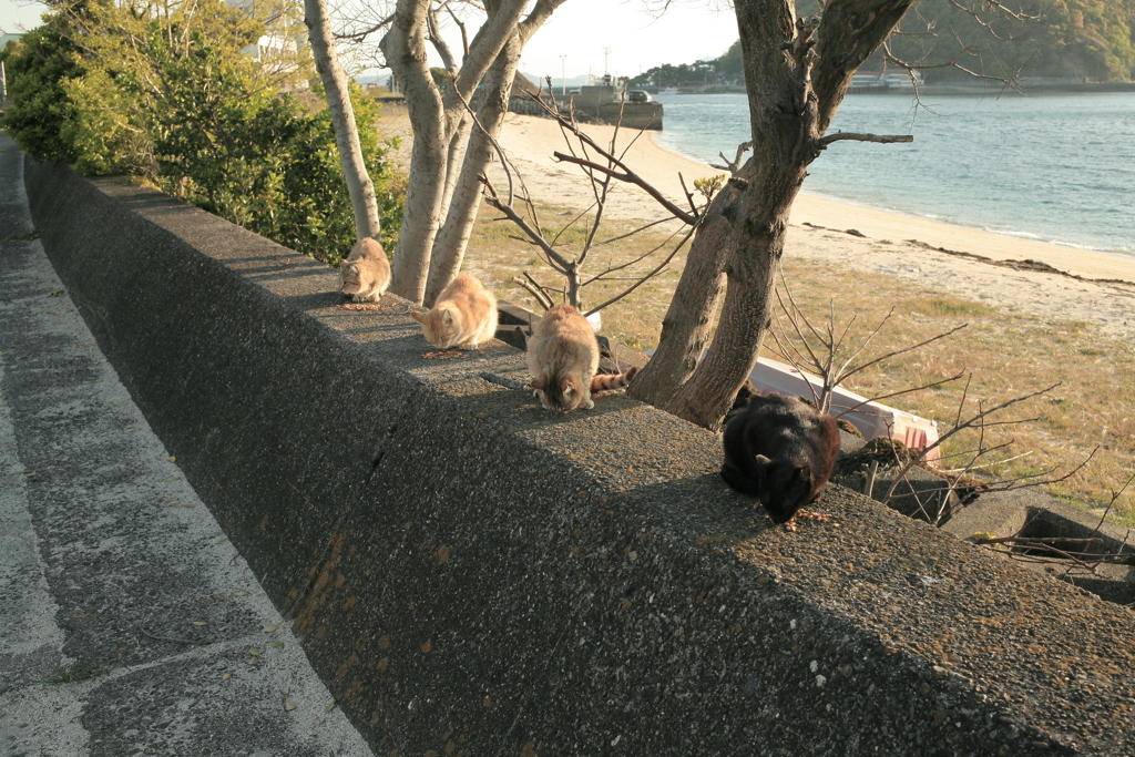 ねこ、おいしいおいしい