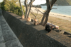 ねこ、おいしいおいしい