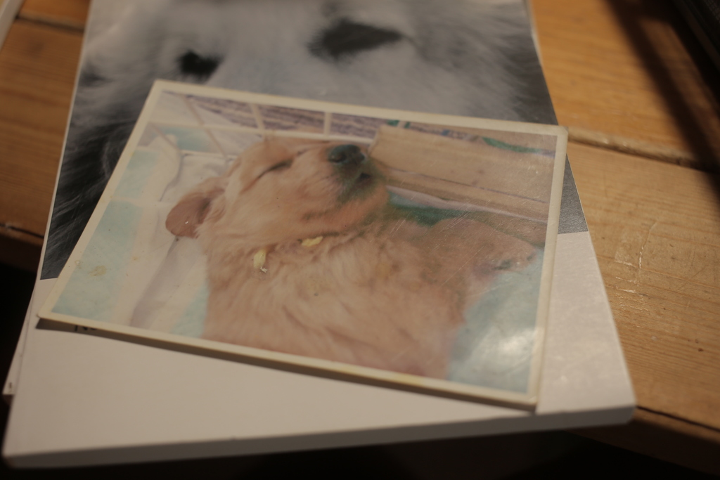 パピー時代のみゅうちゃん