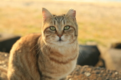 ねこ