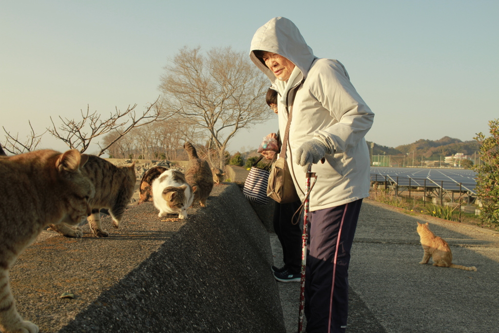 横山さんと猫