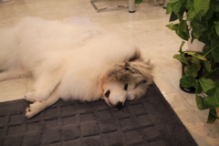 寝てるココさん