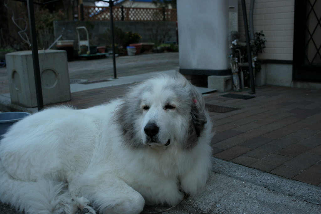 いつも通りのココちゃん