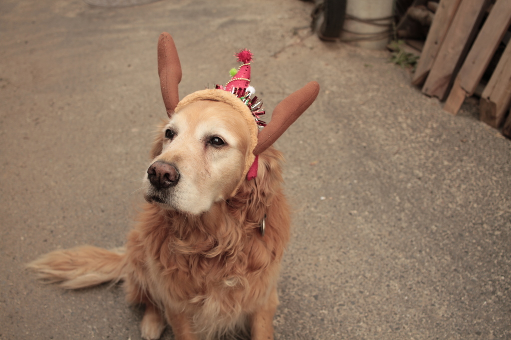 クリスマスバージョンのみゅうちゃん