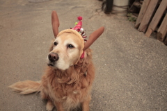 クリスマスバージョンのみゅうちゃん