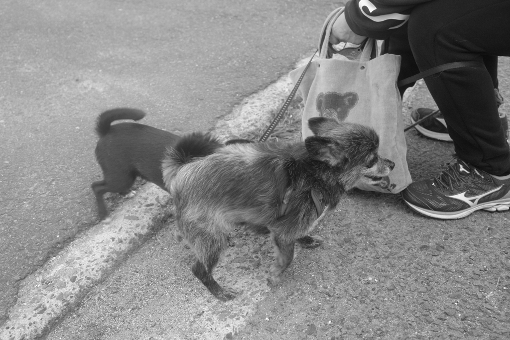 黒い子は生後4か月なのだそう