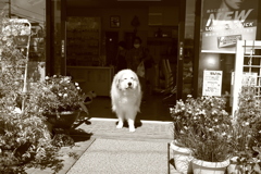 お店番してるココ様