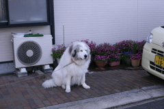 朝、番犬してるココさん