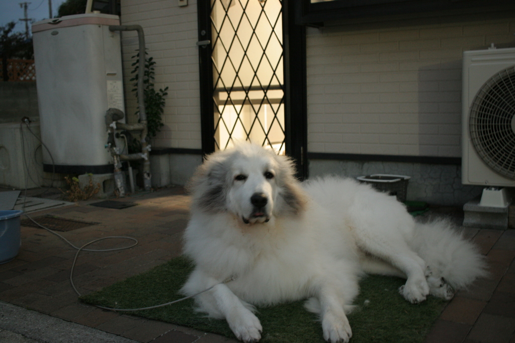 番犬してるココちゃん