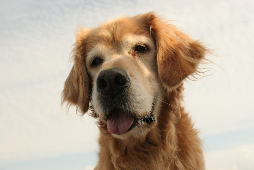 ジャーキーを狙ってるみゅうちゃん