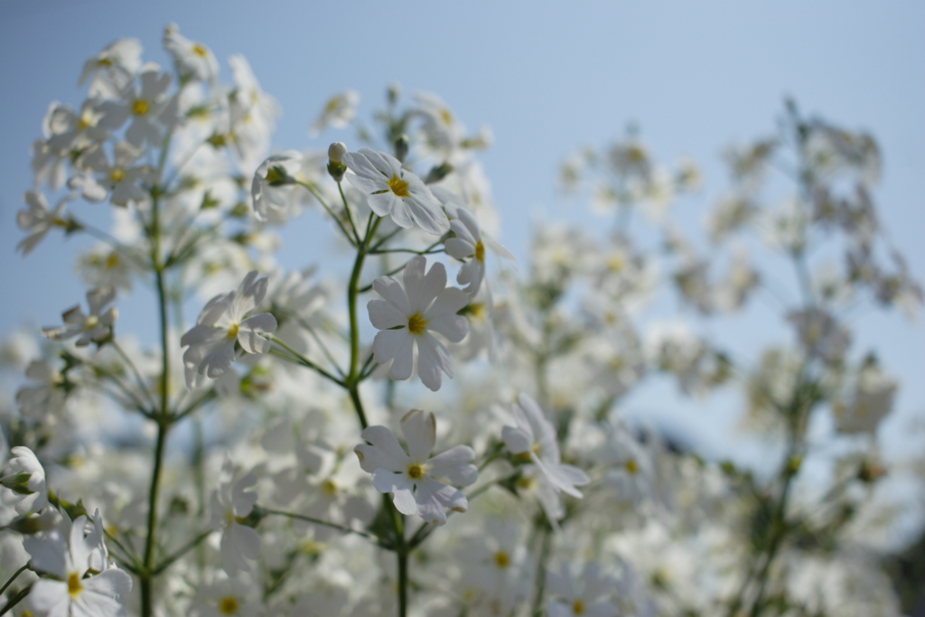 20Dで撮って出しで古臭い色味