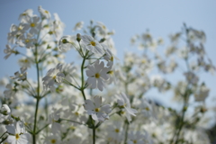 20Dで撮って出しで古臭い色味