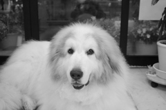 昨日今日とやたらと愛想のいいココさん