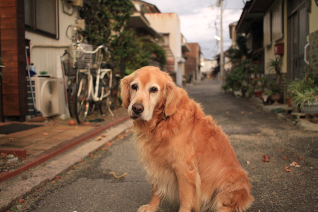 お宿番してるみゅうちゃん
