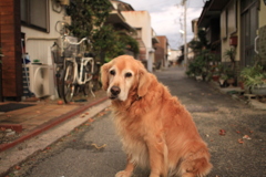 お宿番してるみゅうちゃん