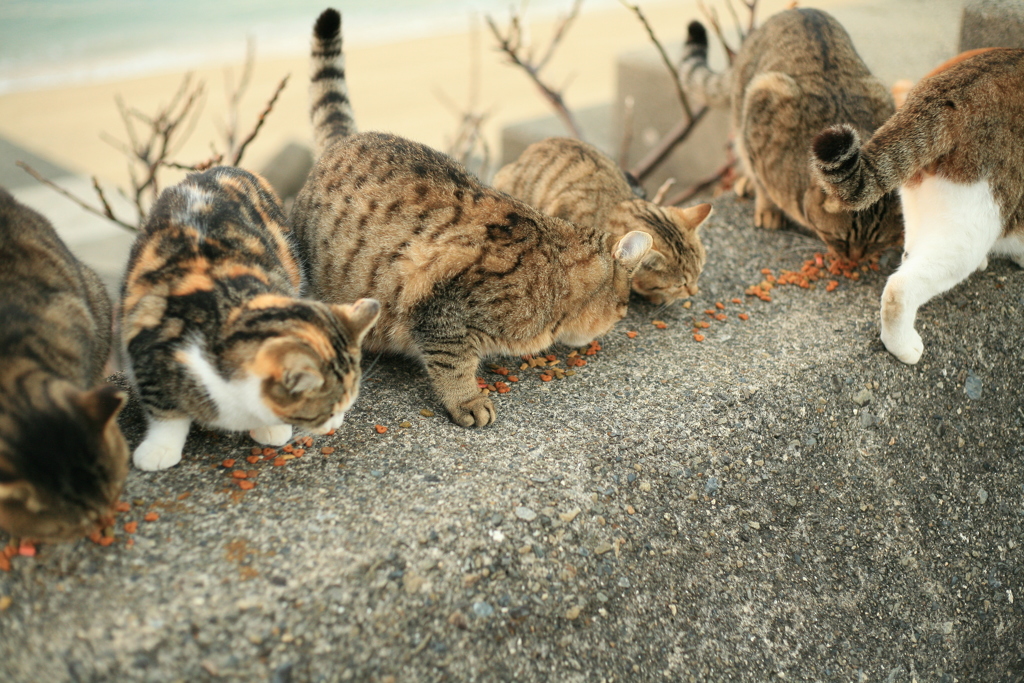 もぐもぐタイム