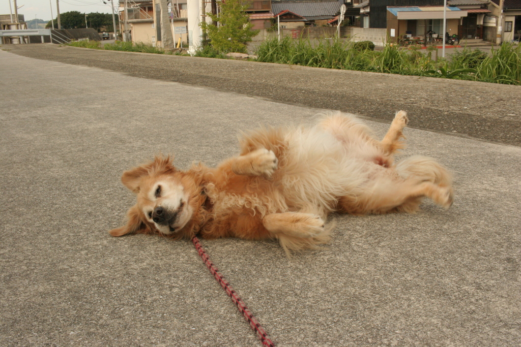 ゴロンゴロンしてるみゅうちゃん