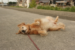 ゴロンゴロンしてるみゅうちゃん