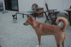 今日大阪へ帰るさくらちゃん