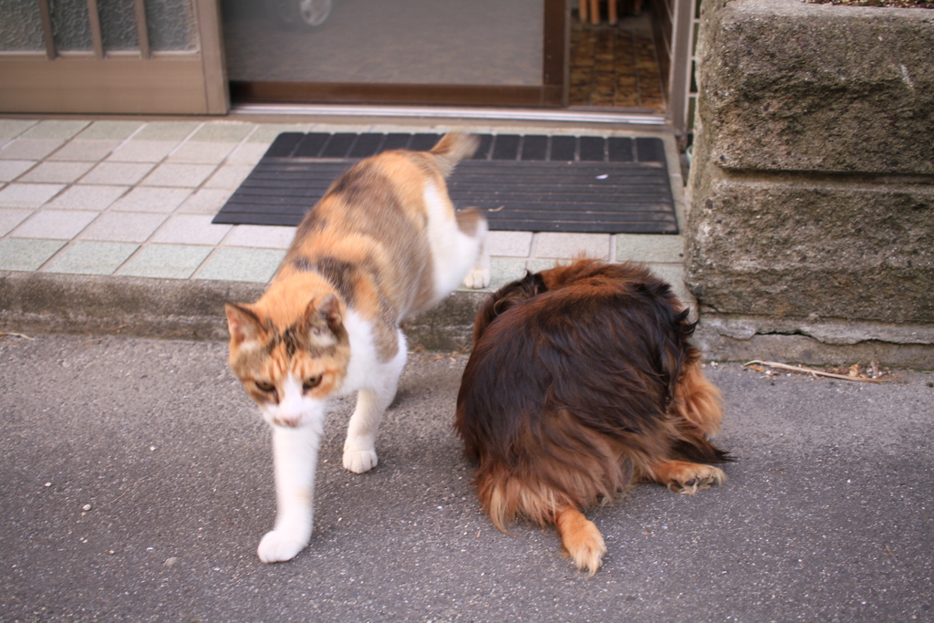 ミケさんとカボちゃん