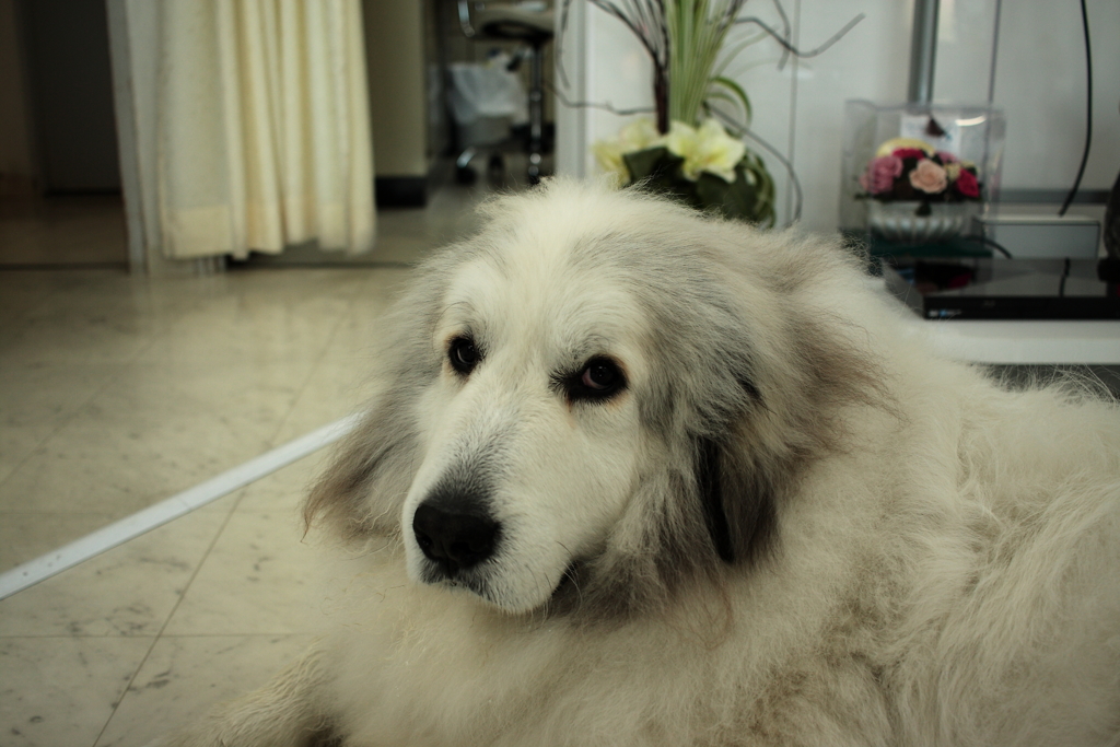 ココちゃんは明日シャンプーに連れてってもらうそう